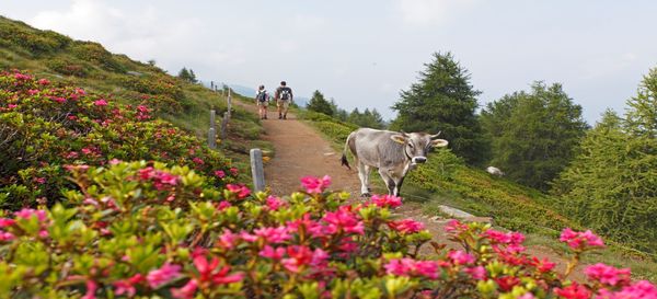 Fioritura della rosa alpina - con escursione guidata e serata con musica tirolese