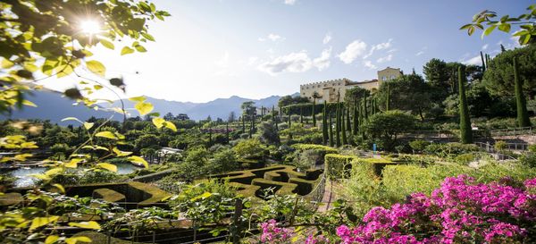 Fioritura della rosa alpina - con escursione guidata e serata con musica tirolese