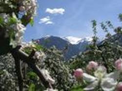 Apfelblüten, soweit das Auge reicht